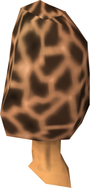 Morchella mushroom detail.png